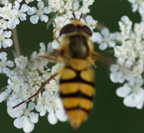 Epistrophe diaphana