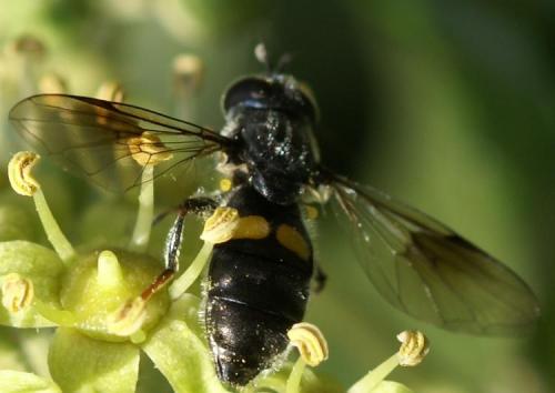 Pipiza sp.