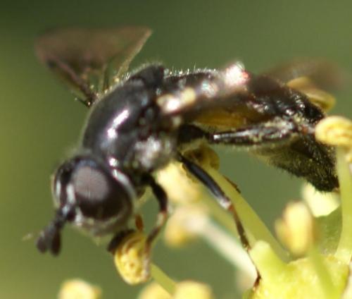 Pipiza sp.