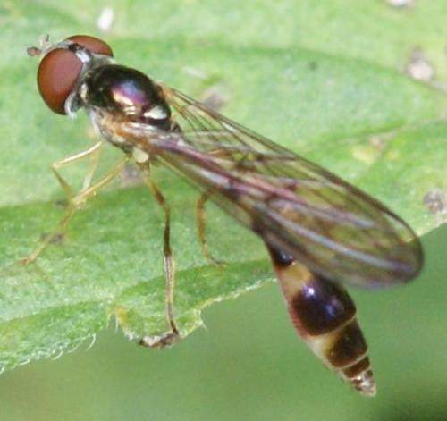 Baccha elongata