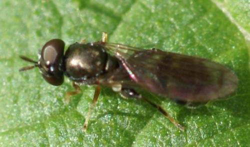 Réf. 24 788 : Neoascia sp.