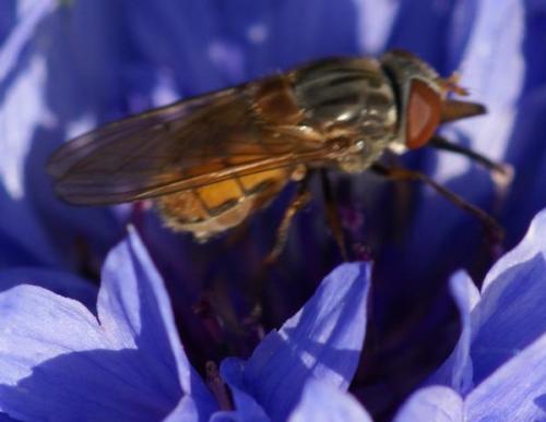 Réf. 24 787 : Rhingia campestris