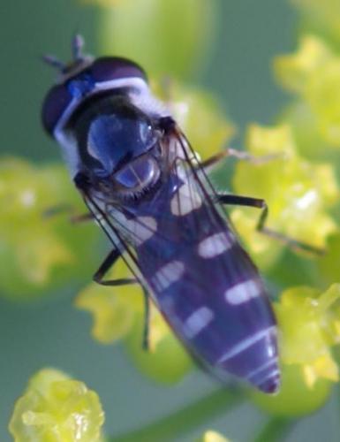 Réf. 24 786 : Melangyna umbellatarum