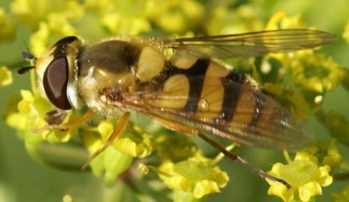 Réf. 24 785 : Epistrophe diaphana