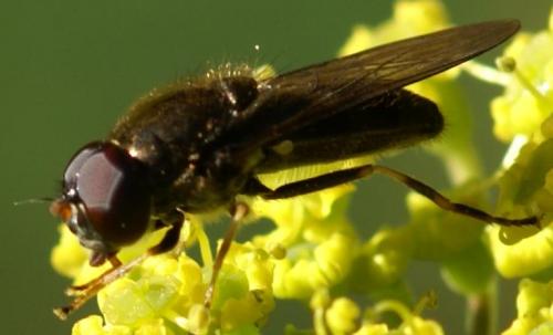 Cheilosia sp.