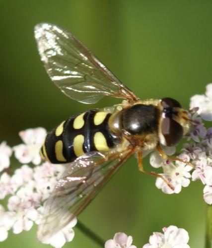 Eupeodes luniger