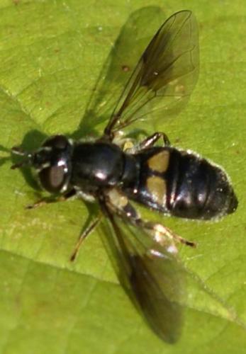 Réf. 24 912 : Pipiza noctiluca