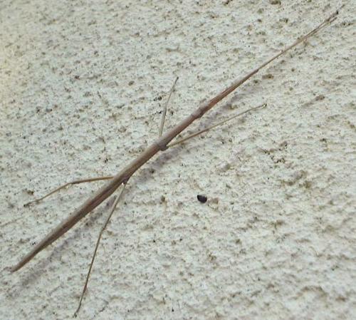 Clonopsis gallica