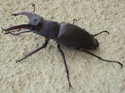 Lucanus cervus
