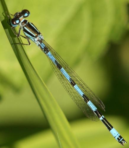 Coenagrion mercuriale
