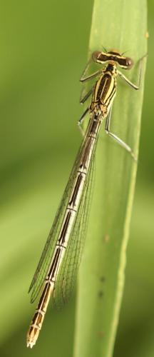 Platycnemis pennipes