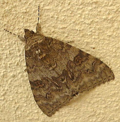 Réf. 24 696 : Catocala nupta