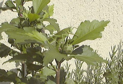 Tettigonia viridissima