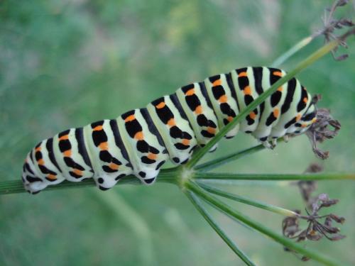 Papilio machaon