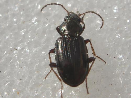 Réf. 24 403 : Bembidion varium