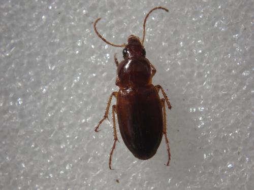 Réf. 24 404 : Calathus mollis