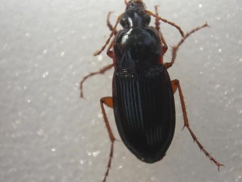 Calathus erratus