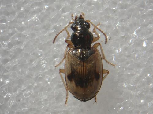 Réf. 24 430 : Bembidion pallidipenne