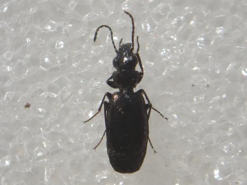 Réf. 24 433 : Syntomus sp.
