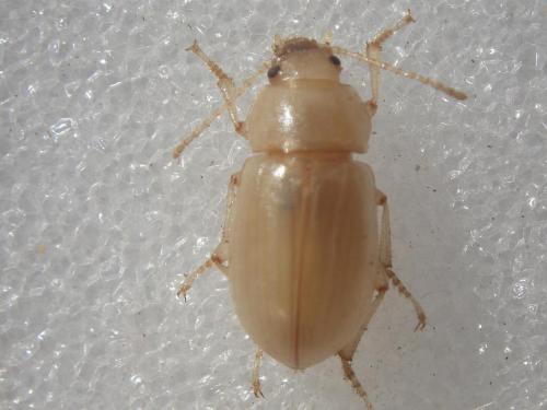 Réf. 24 511 : Xanthomus pallidus