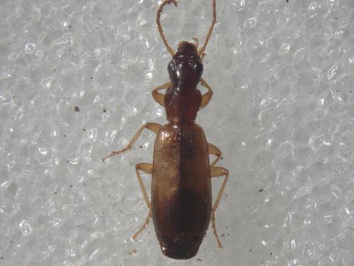Réf. 24 641 : Paradromius linearis