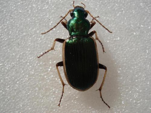 Réf. 24 560 : Chlaenius spoliatus