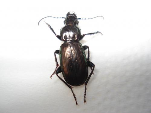 Pterostichus xatartii