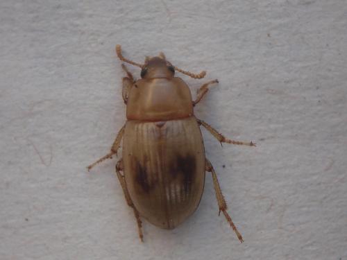 Phaleria cadaverina