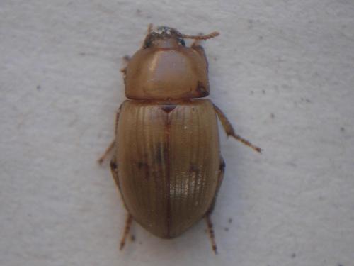 Phaleria cadaverina