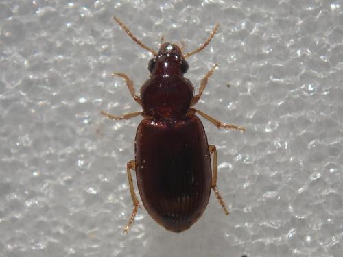 Réf. 24 800 : Bradycellus verbasci