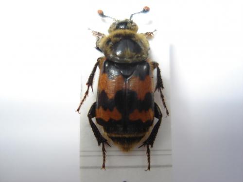 Nicrophorus vestigator