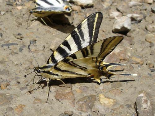 Réf. 24 876 : Iphiclides podalirius feisthamelii