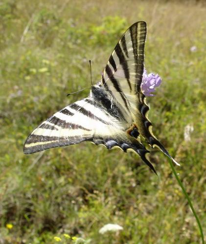 Réf. 24 877 : Iphiclides podalirius