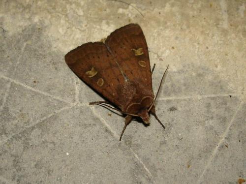 Xestia xanthographa