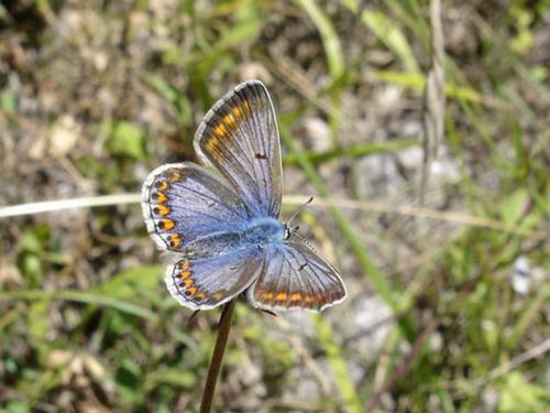 Polyommatus icarus
