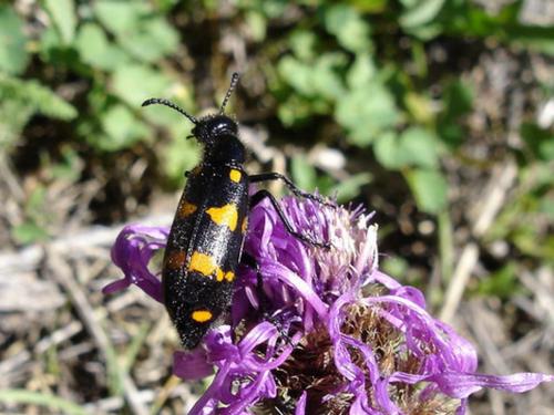 Hycleus polymorphus