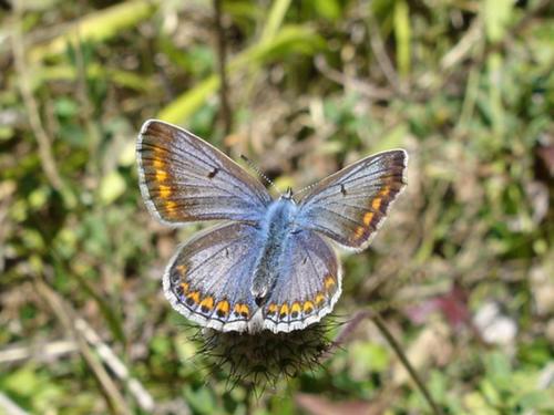 Polyommatus icarus