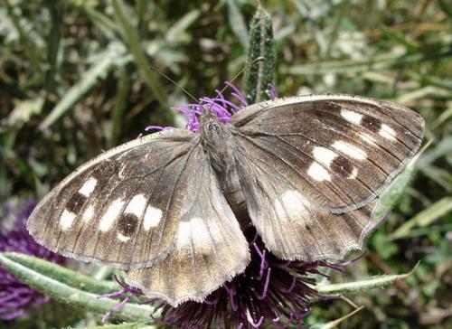 Chazara briseis