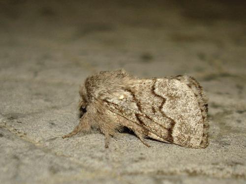Réf. 24 491 : Trichiura crataegi