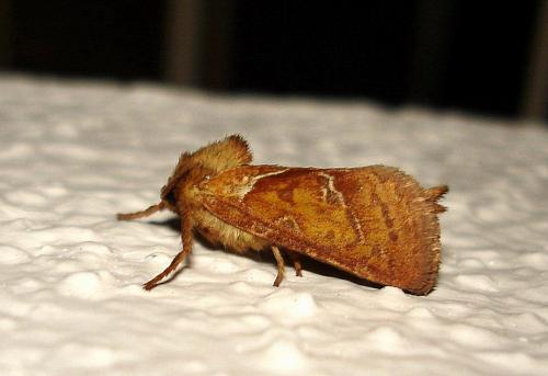 Triodia sylvina