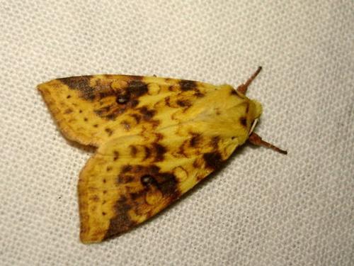 Réf. 24 528 : Xanthia icteritia