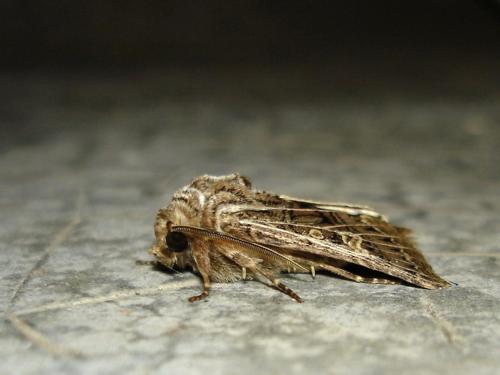 Tholera decimalis
