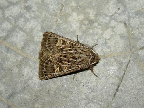 Tholera decimalis