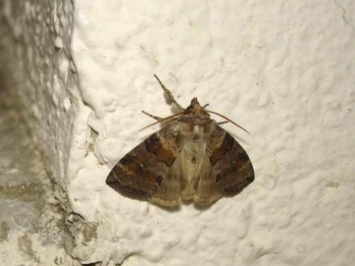 Cymatophorina diluta