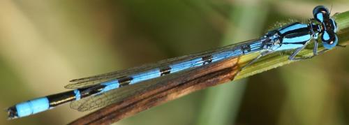 Enallagma cyathigerum