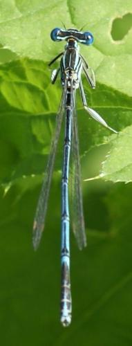 Réf. 24 048 : Platycnemis pennipes