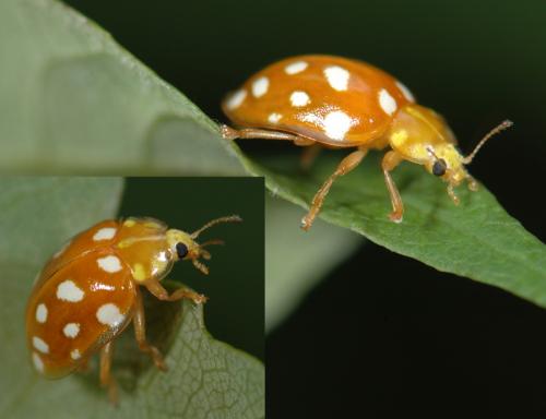 Halyzia sedecimguttata
