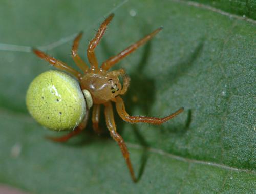 Araniella sp.