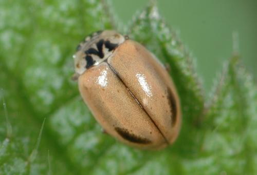 Réf. 24 496 : Aphidecta obliterata