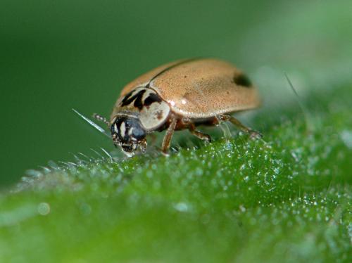 Aphidecta obliterata